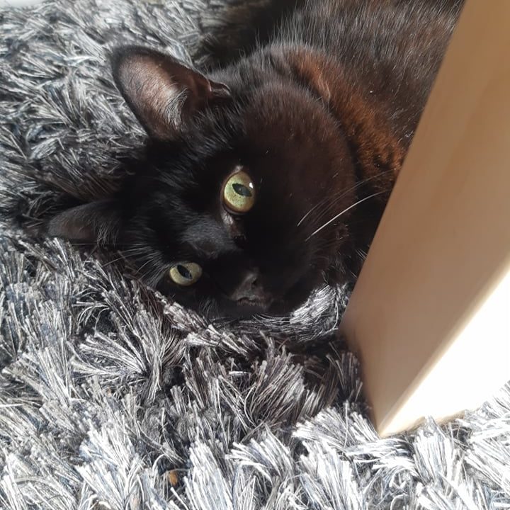 zwarte kat op vloerkleed
over mij katsistent